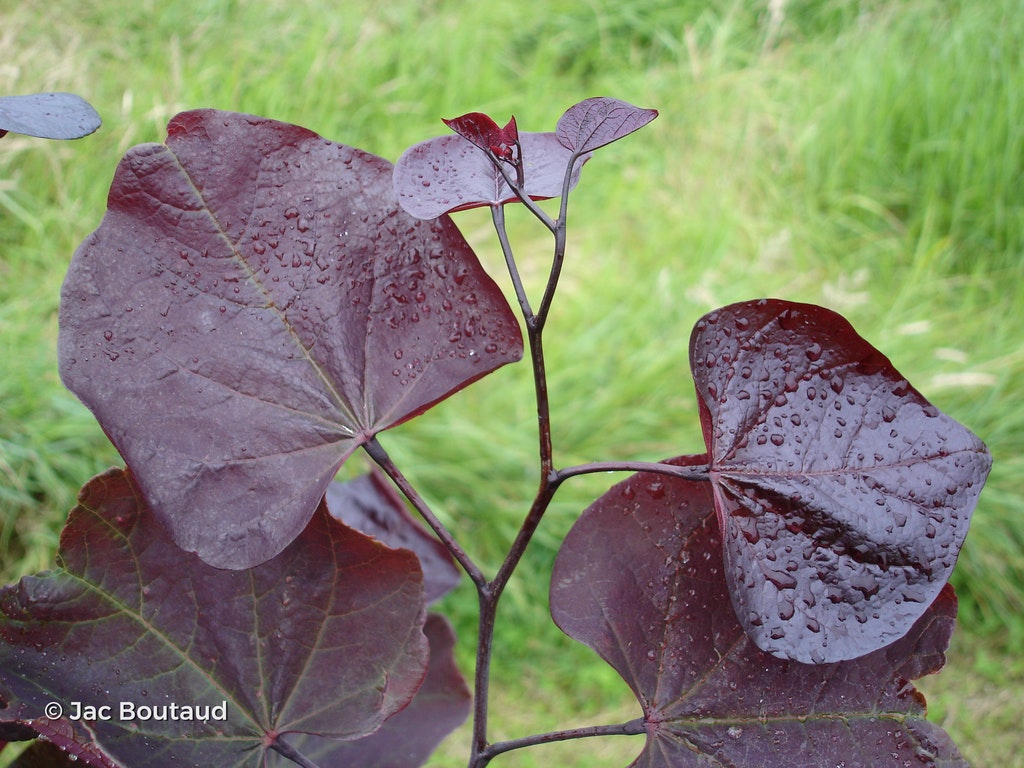 Image de Cercis canadensis 'Forest Pansy'