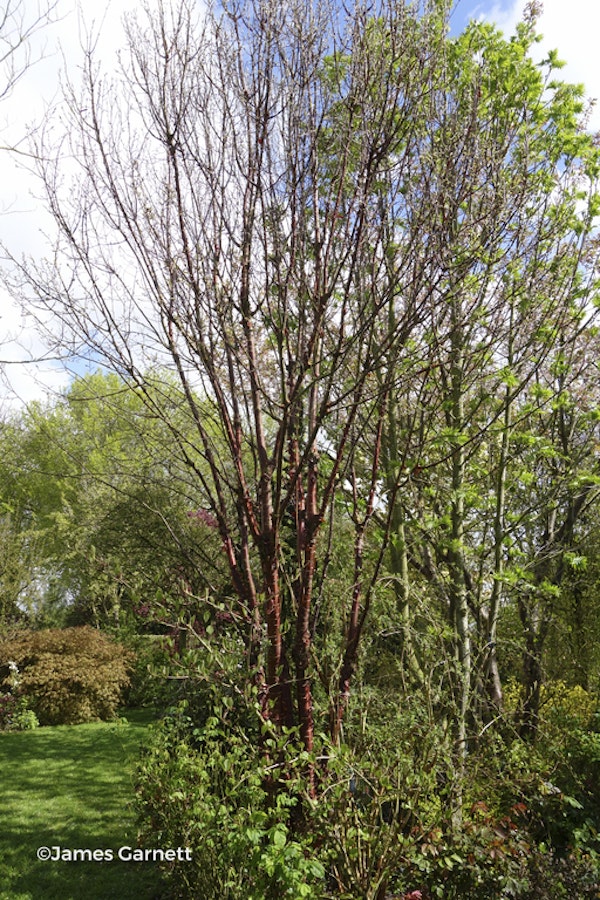 Photo Prunus serrula 'Jaro'