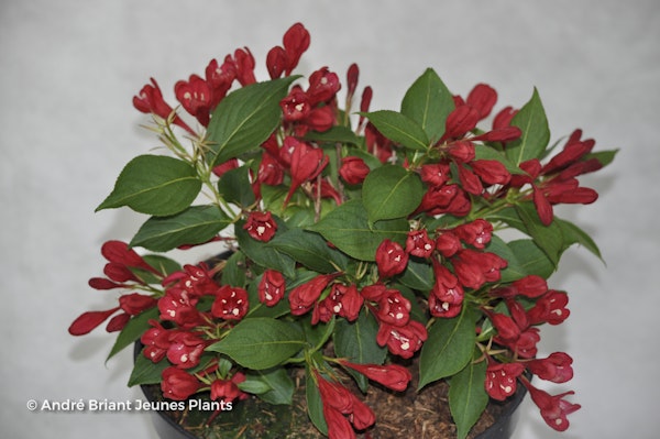 Photo Weigela 'Slingco1' ALL SUMMER® RED ( ALL SUMMER® series )