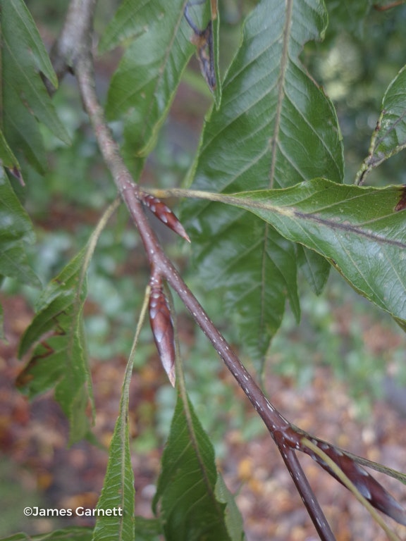 Image de Fagus sylvatica 'Aspleniifolia'