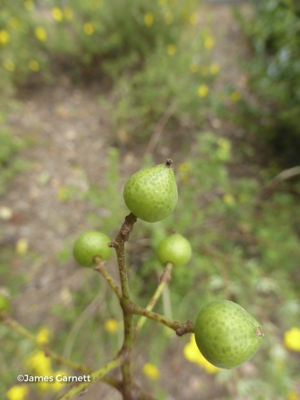 Photo Phellodendron amurense