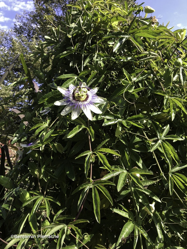 Photo Passiflora caerulea