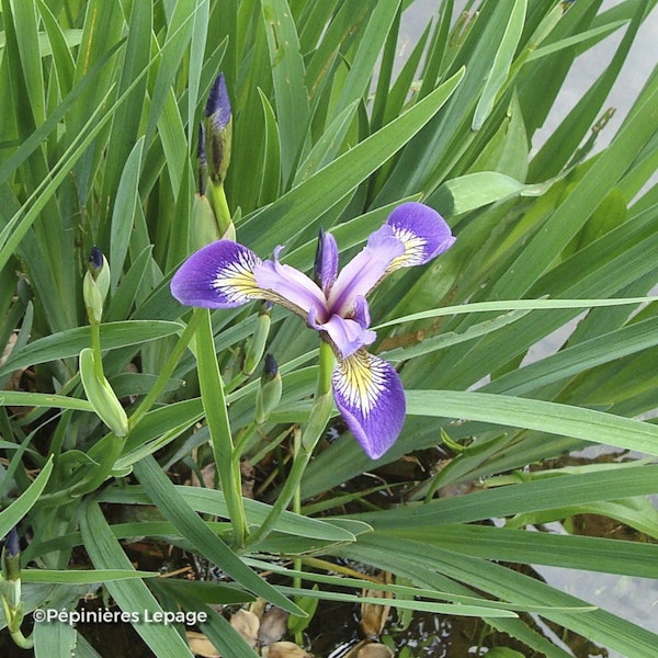 Photo Iris versicolor