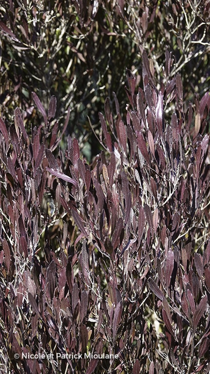 Image de Dodonaea viscosa 'Purpurea'