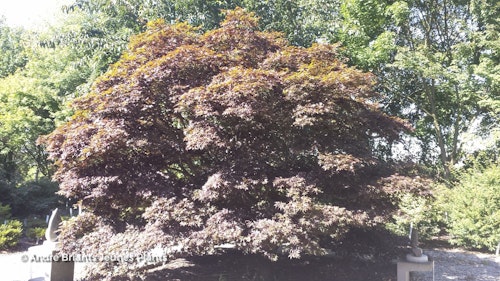 Photo Acer palmatum 'Atropurpureum'