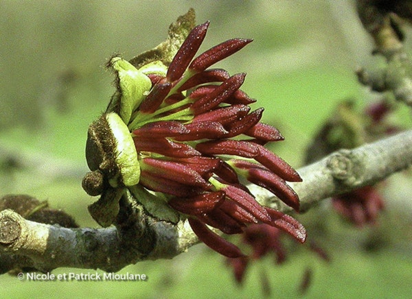 Photo Parrotia persica