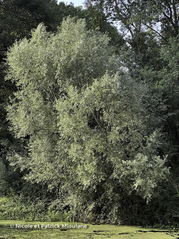 Image de Salix alba