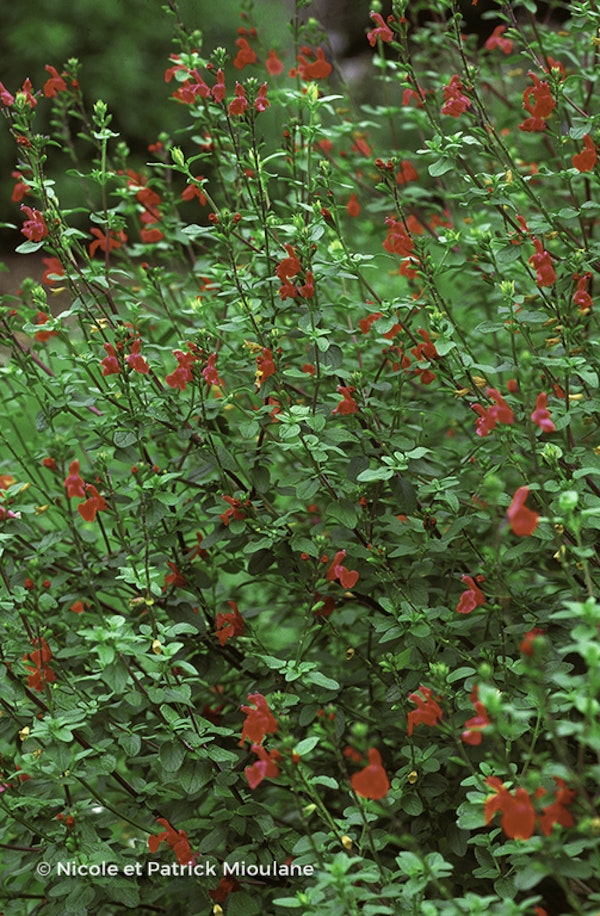 Photo Salvia microphylla