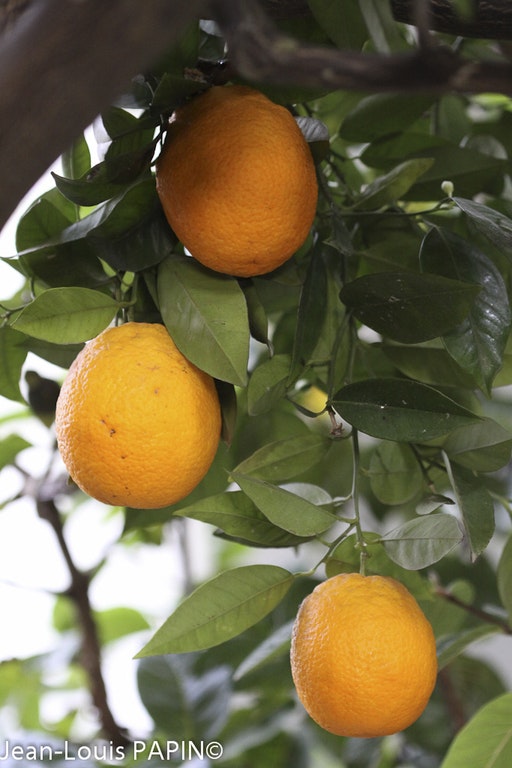 Image de Citrus x aurantium ( Sweet Orange Group )