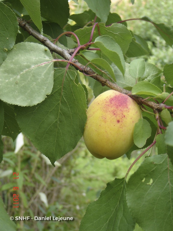 Image de Prunus armeniaca