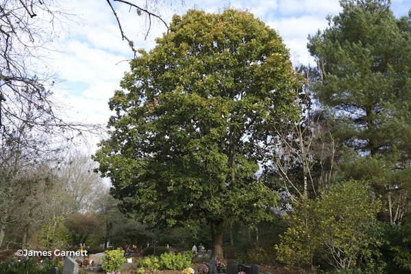 Photo Quercus canariensis