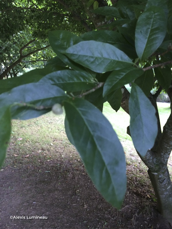 Photo Magnolia salicifolia