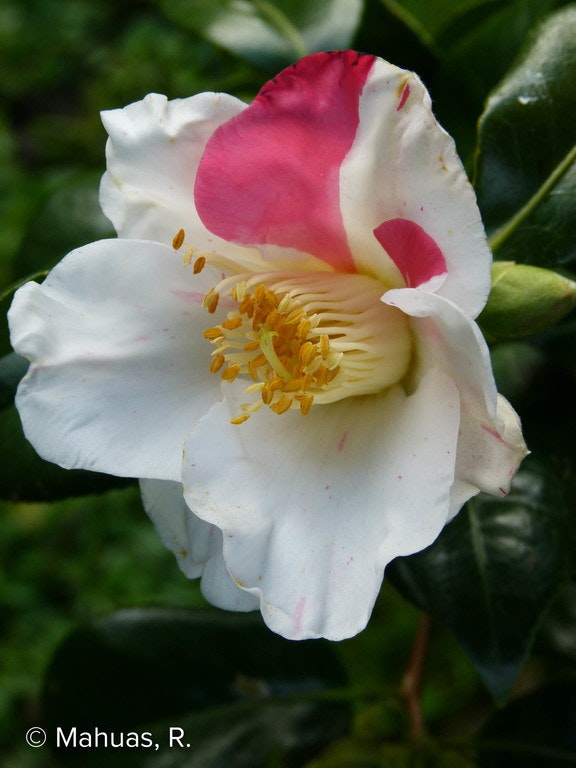 Image de Camellia japonica 'Aki-no-yama'