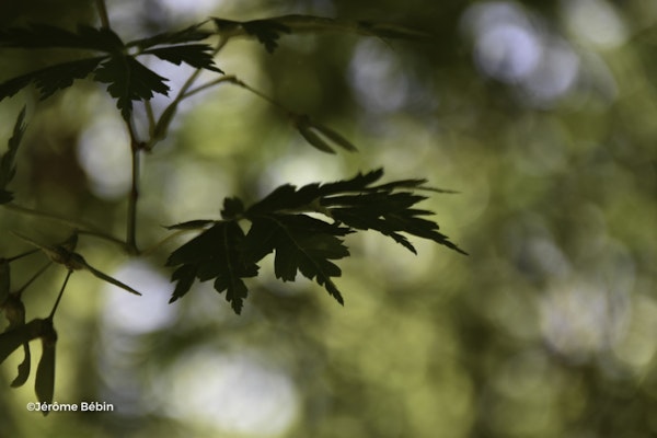 Photo Acer japonicum 'Aconitifolium'