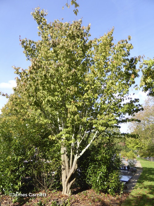 Photo Acer carpinifolium