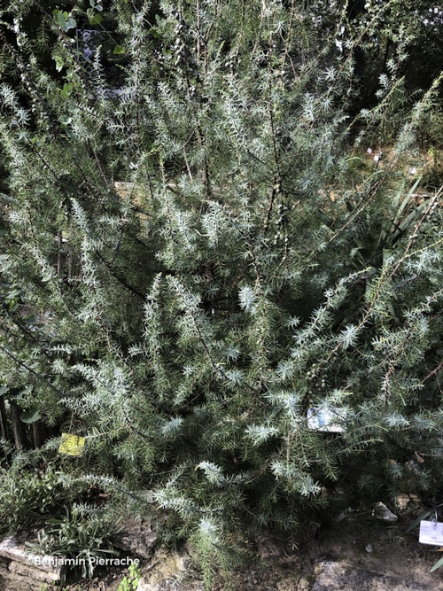 Photo Juniperus oxycedrus