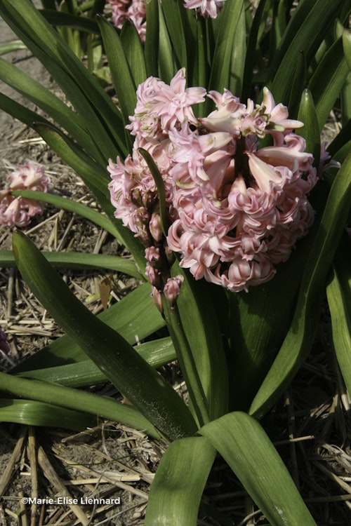 Photo Hyacinthus orientalis