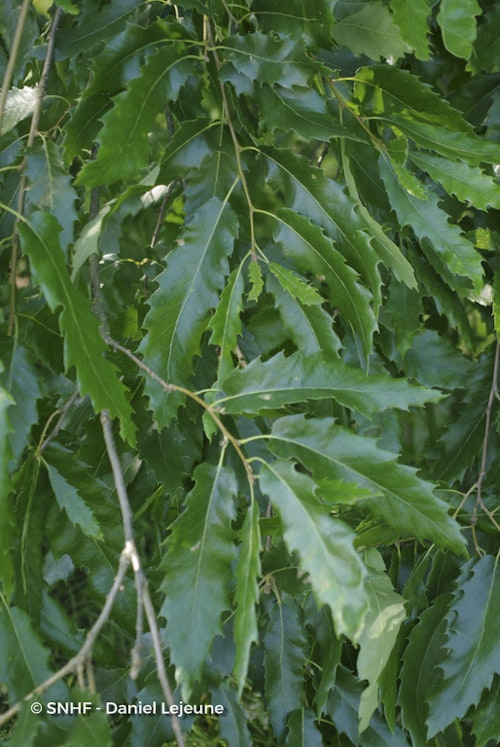 Photo Quercus libani