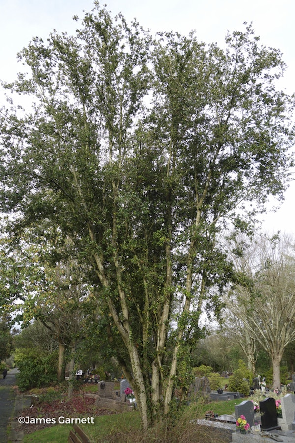 Photo Quercus phillyreoides