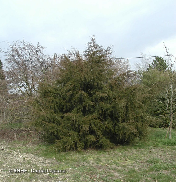 Image de Juniperus virginiana