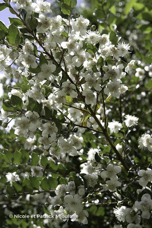 Image de Luma apiculata