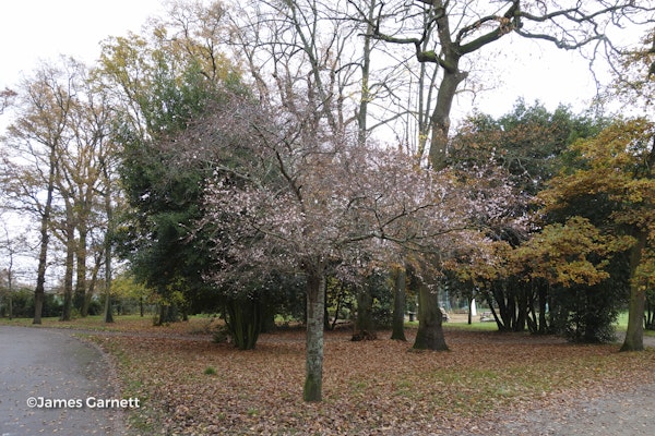 Photo Prunus x subhirtella 'Autumnalis'