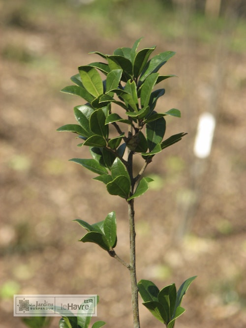 Photo Quercus phillyreoides