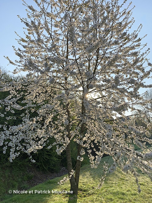 Photo Prunus cerasus