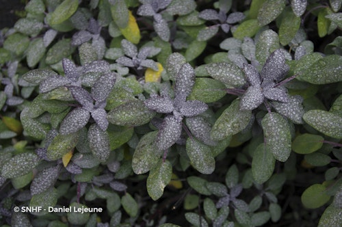 Photo Salvia officinalis 'Purpurascens'