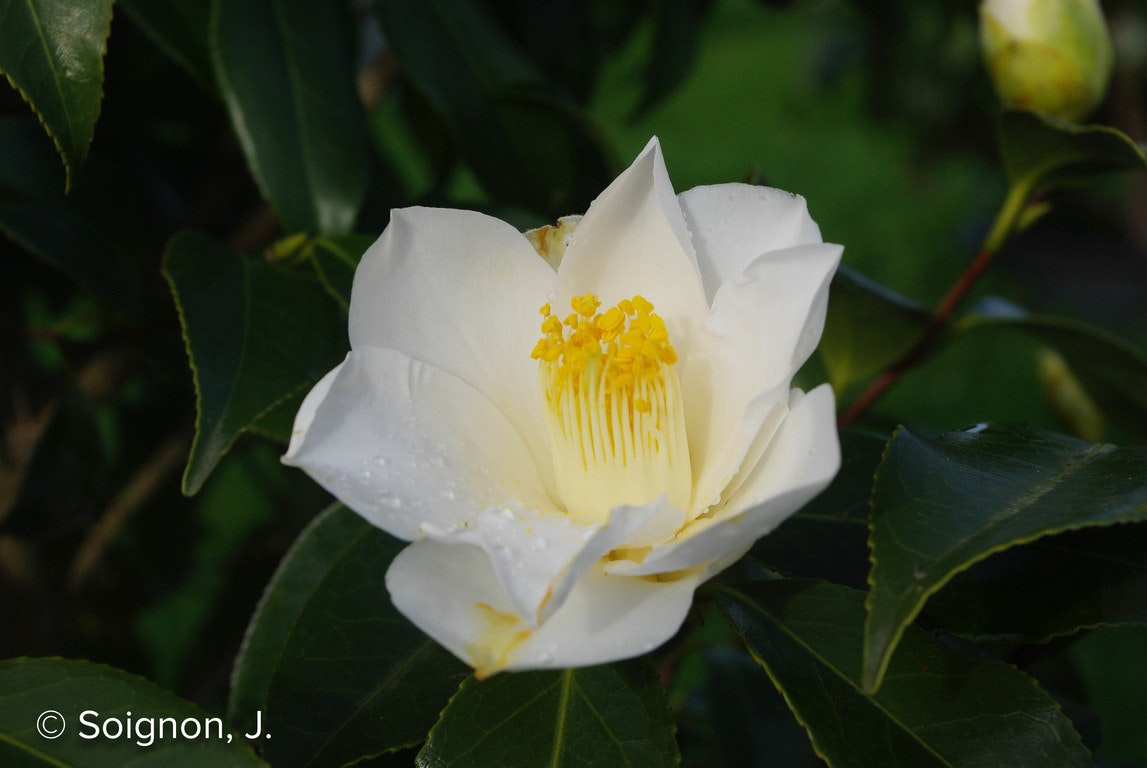 Image de Camellia japonica 'Lily Pons'