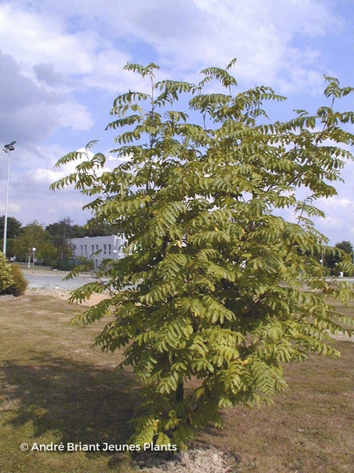 Photo Pterocarya fraxinifolia