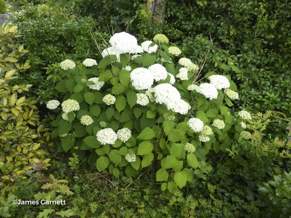 Photo Hydrangea arborescens 'Annabelle'