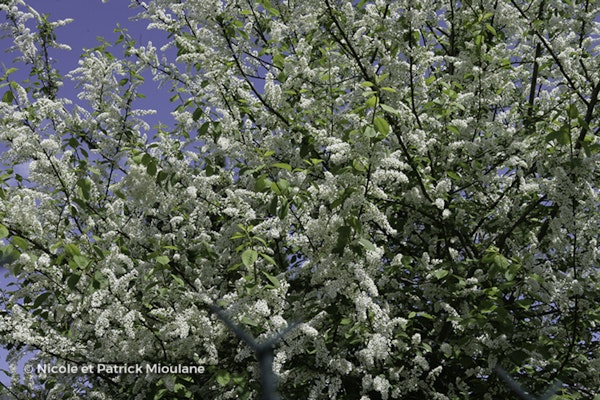 Photo Prunus padus