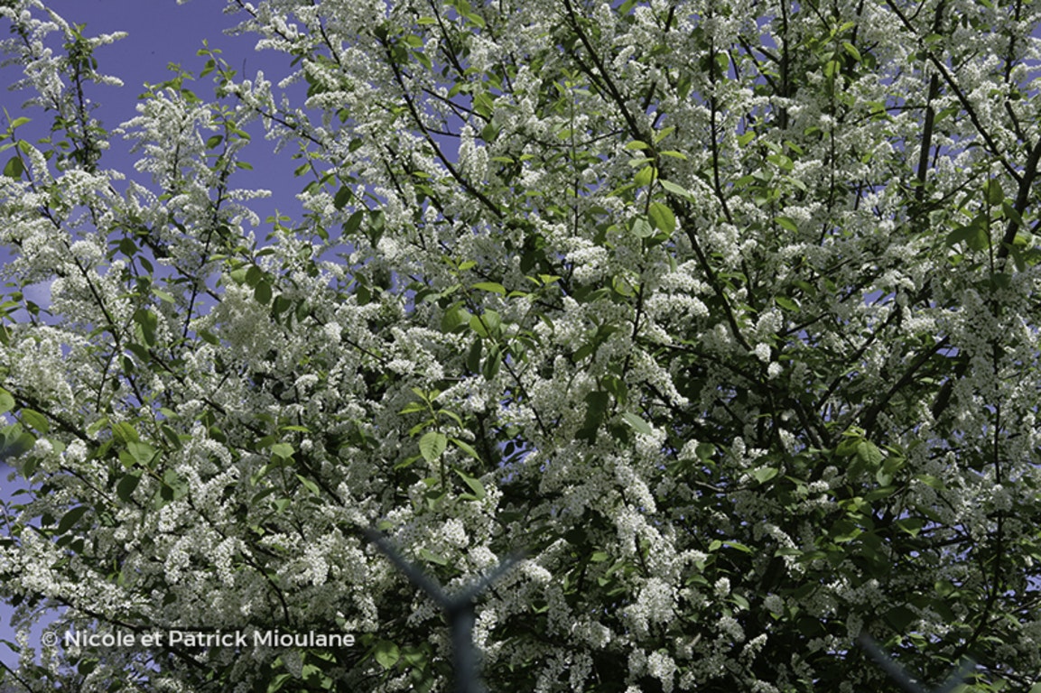 Image de Prunus padus