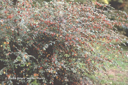 Photo Cotoneaster franchetii