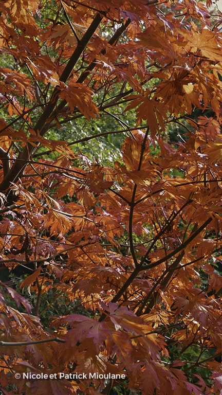 Image de Acer japonicum 'Aconitifolium'