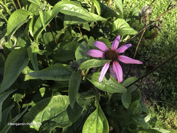 Photo Echinacea purpurea