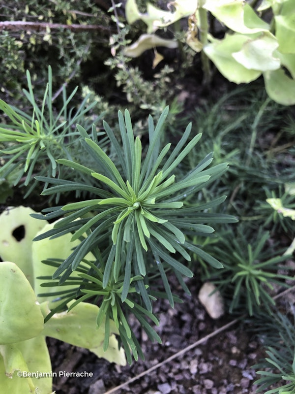 Photo Euphorbia cyparissias