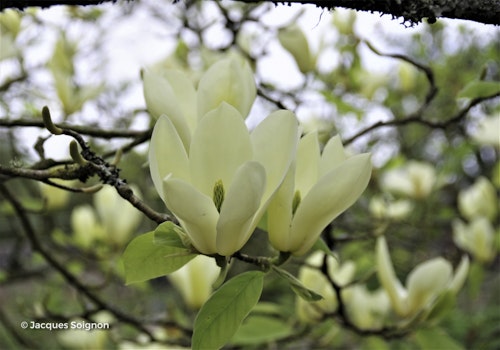 Photo Magnolia x brooklynensis 'Yellow Bird'