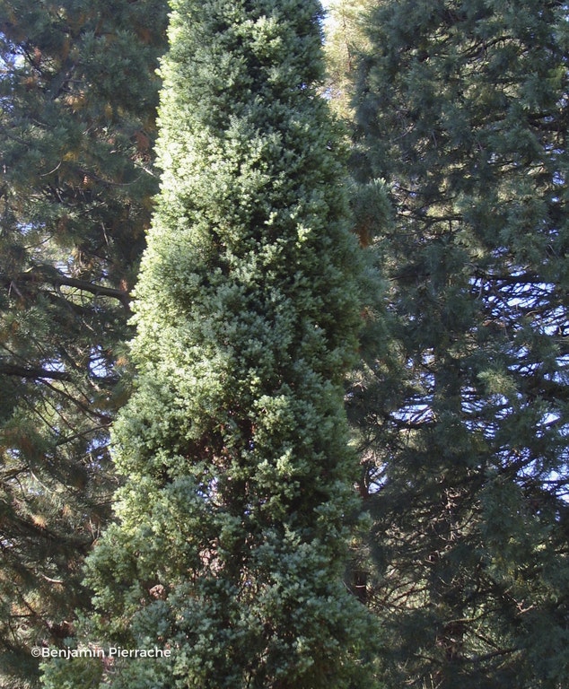Image de Juniperus drupacea