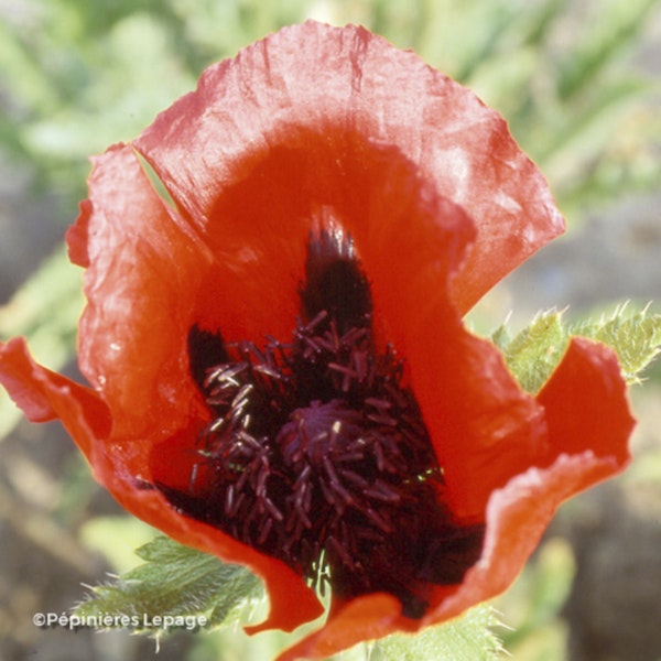 Photo Papaver ( Oriental Group ) 'Beauty of Livermere'