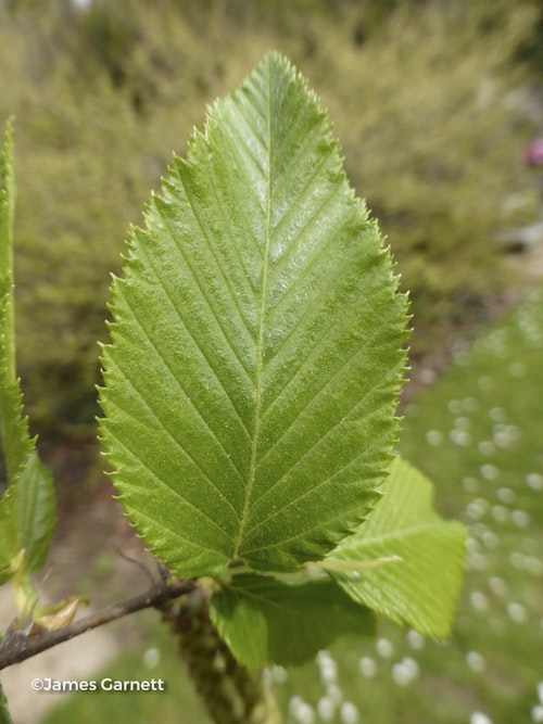 Photo Ostrya carpinifolia