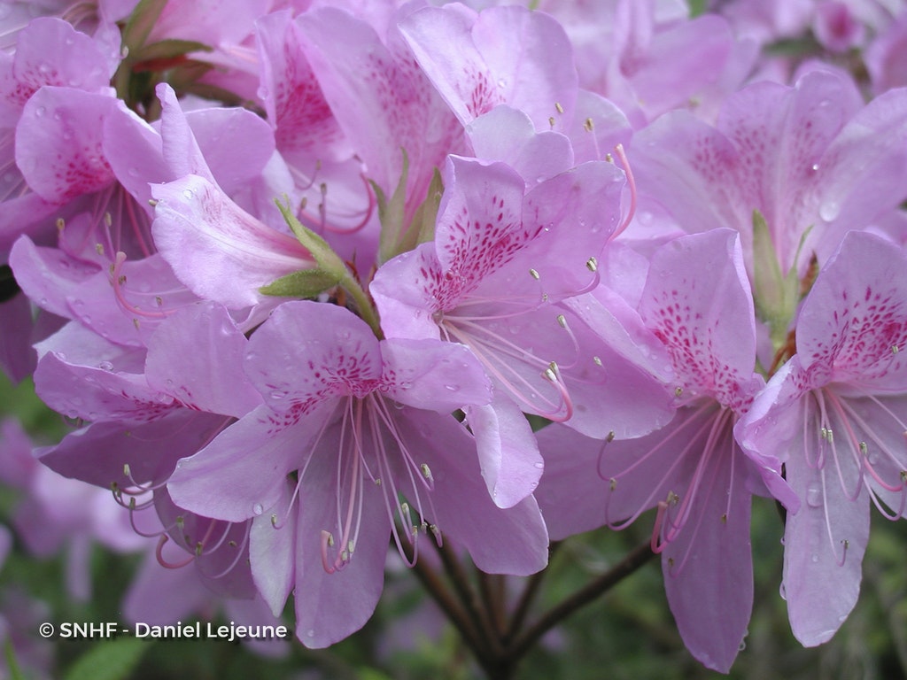Image de Rhododendron spp.