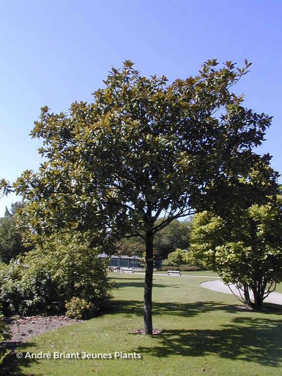Image de Magnolia grandiflora 'Galissonnière'