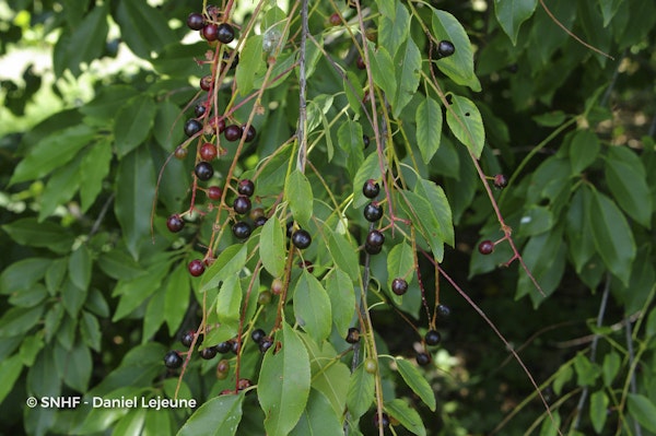 Photo Prunus serotina