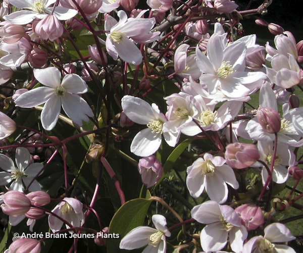 Photo Clematis armandii 'Apple Blossom'
