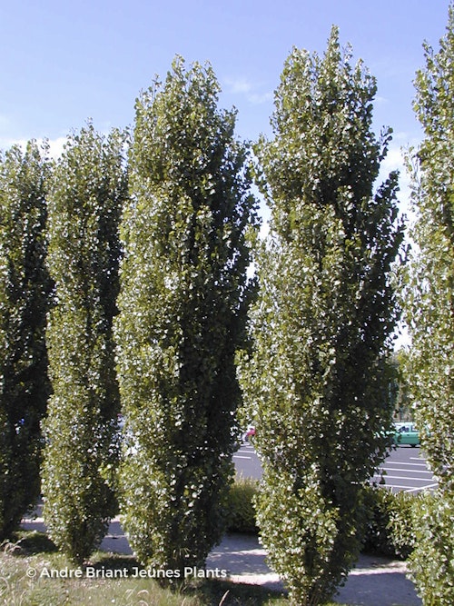 Photo Populus nigra 'Italica'