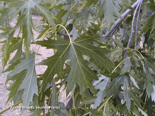 Photo Acer saccharinum 'Laciniatum Wieri'