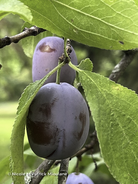 Image de Prunus domestica 'Quetsche d'Alsace'