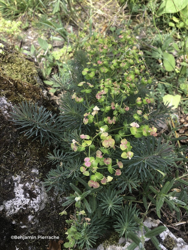 Photo Euphorbia cyparissias